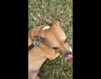 brown dog rolling on back on grass smiles