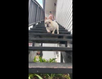 Dog climb down stairs jump slow motion