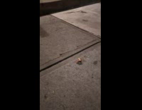 Woman shows cockroach walking with cigarette