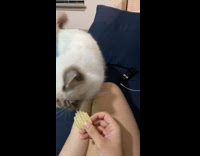 Collab PLC - Girl feed cat and dog with chips