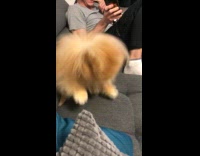 Collab Clips MPUGC2 - Dog sneezes in a funny way