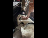 Lady Pets Cat then it Bites her