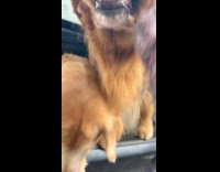 Woman pulled by dog into the car 