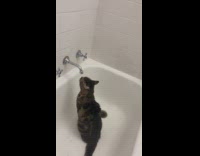 Cat likes to drink water from bathtub