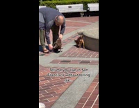 Duck goes for swim in fountain 