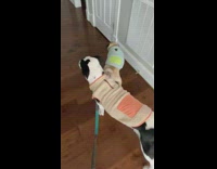 Pug dog wearing blue jacket walks sideways 