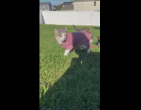 Cat wear pink sweater jacket at backyard