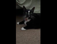 Cat upset with owner likes going outside