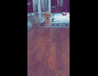 Golden puppy watches tennis ball roll past him then pounces on it  