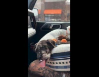 Sleeping dog wakes up to pup cup 