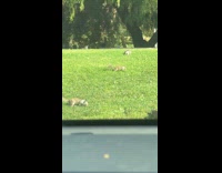 Dog shaking in excitement seeing squirrels at park