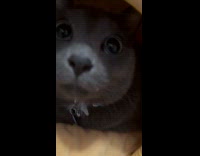 Gray cat inside of pineapple pillow bed