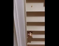 Small frog stairs pizza jump scare