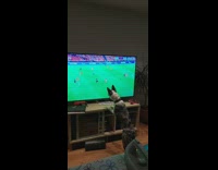 Dog follow ball in tv soccer match