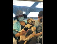 Sleeping brown dog sits in ladys arms