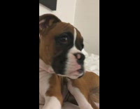 Girl scares sleeping brown puppy laughs bed