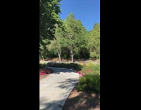 Family of deer in the bushes at the bike trail