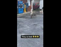 Guy catches three dogs who left his house 