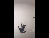 Guy adjusts blanket throws cat up in air 