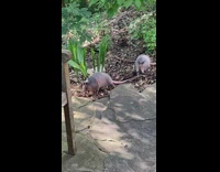 Two armadillo pass by people yard bench