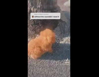 Small brown puppy bark at bigger dog