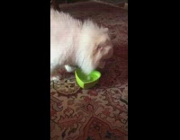 White Dog On Couch Jealous of White Dog On Carpet Drinking Green Water Bowl