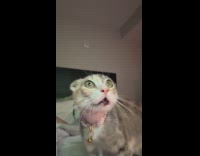 Cat scared expression saw other cat on TV