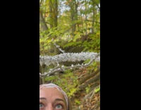 Swarm of bugs with white cotton on them on a tree branch