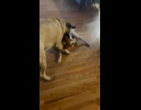 Two dogs play fight on the floor