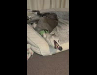 Pet dog asleep with its teeth out on the couch