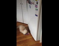 Collab Kale Salad IG -  Cat jumps takes down paper from fridge