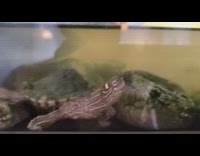 Pet turtle sticks head out of water 
