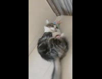 Cat aggressively plays with toy on floor