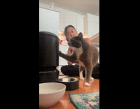 Collab Clips MPUGC - Woman tries out food hack for cat 