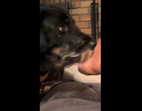 Collab Clips MPUGC - Black dog with white mustache