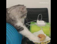 Grey white cat touches food paper towel