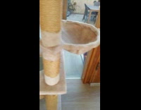 Brown cat wants to go inside but doesnt know other door is open 