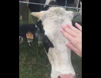 Guy pets cow gets electrocuted wire fence 