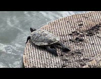 Turtle lay down on round platform
