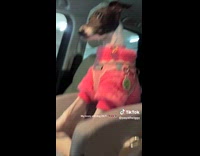 Collab Clips MPUGC - Nosey dog inside car leans head forward