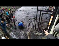 People on coast help dolphins to safety 