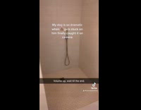 Collab ClipsIG - Dog screeches with poop stuck on butt