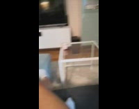 Girl throws ball string toy two cats