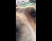 Lakers jersey guy pets two large dogs