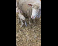 A baby sheep feeding on the breast of a mother sheep inside barn 
