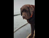 Dog patiently waits for human to fish 