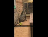 Grey black dog bark at fire place