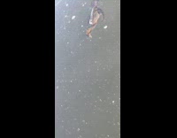 Guy sees brown duck frozen in lake 