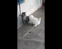 White puppy plays and chases tabby kitten