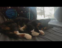 Cat laying on bed plays with blanket 